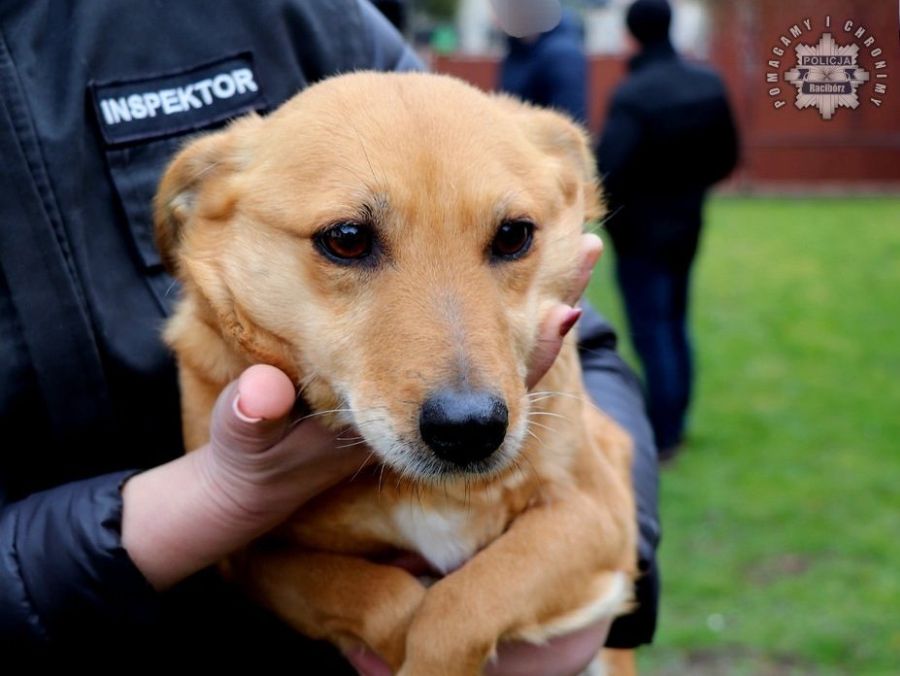 Policjanci i OTOZ Animals interweniowali w sprawie zaniedbanego psa