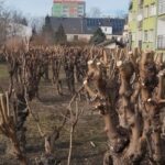 „To okaleczanie, a nie pielęgnacja”. Raciborzanie o przycinaniu drzew i krzewów Mieszkańcy Raciborza alarmują: drastyczne cięcia niszczą zieleń w mieście