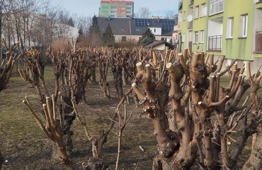 Mieszkańcy Raciborza alarmują: drastyczne cięcia niszczą zieleń w mieście