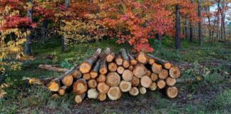 ochrona lasow wycinka