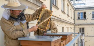 pszczoły na dachu ŚUW