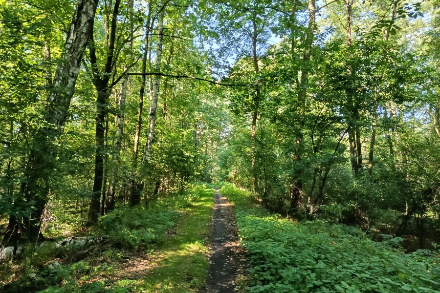 Plastikowa butelka rozkłada się 450 lat. Nie zostawiajmy jej w lesie rezerwat przyrody lezczok