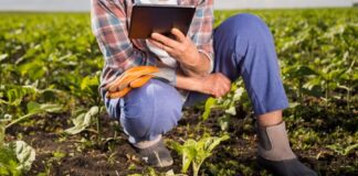 AI w rolnictwie