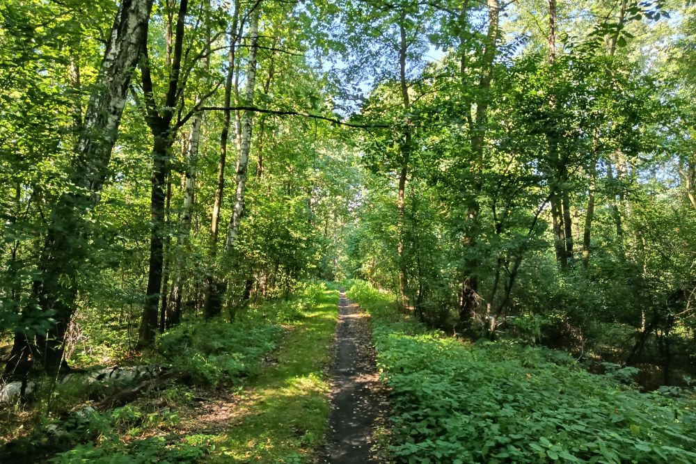 Uwaga, spacerowicze i rowerzyści! W Łężczoku trwają prace przy drzewach rezerwat przyrody lezczok
