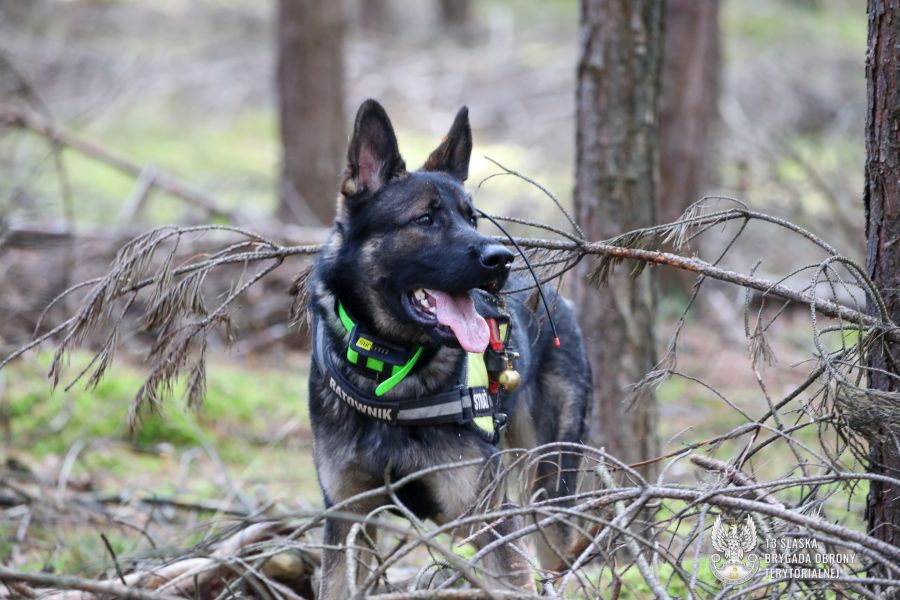 13 sbot kuznia raciborska psy