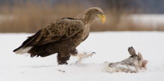 bielik orzeł biały