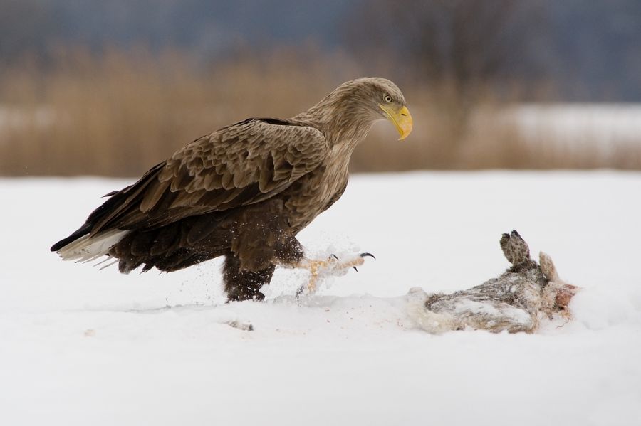 bielik orzeł biały