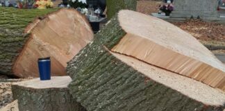 Wycinka drzew na cmentarzu na ul. Głubczyckiej w Raciborzu