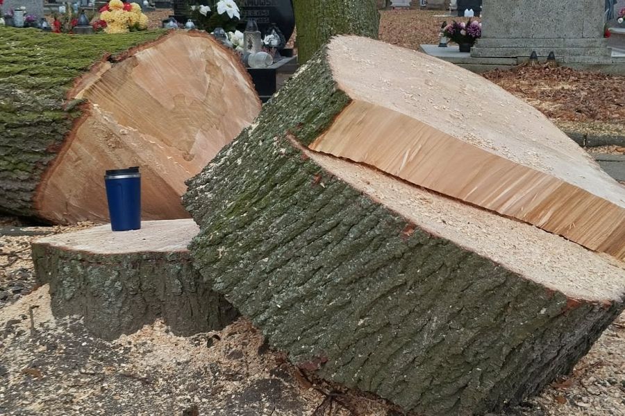 Wycinka drzew na cmentarzu na ul. Głubczyckiej w Raciborzu