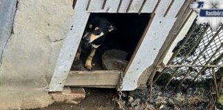 pies pietrowice wielkie