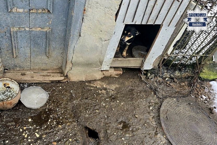 pies pietrowice wielkie