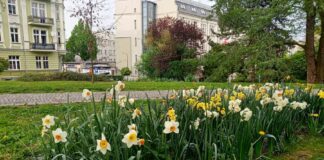 wiosna raciborz urzad miasta kwiaty