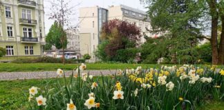 urzad miasta raciborz