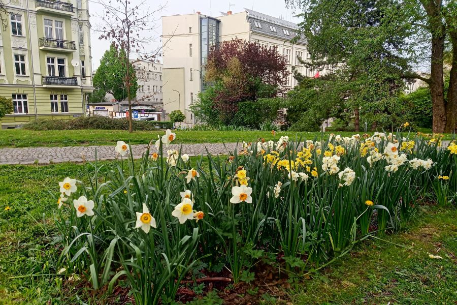 urzad miasta raciborz