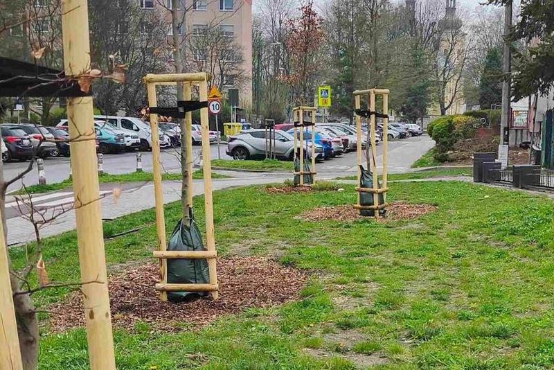 zielone-worki-drzewa-raciborz