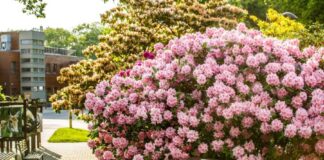 rododendron ostrawa
