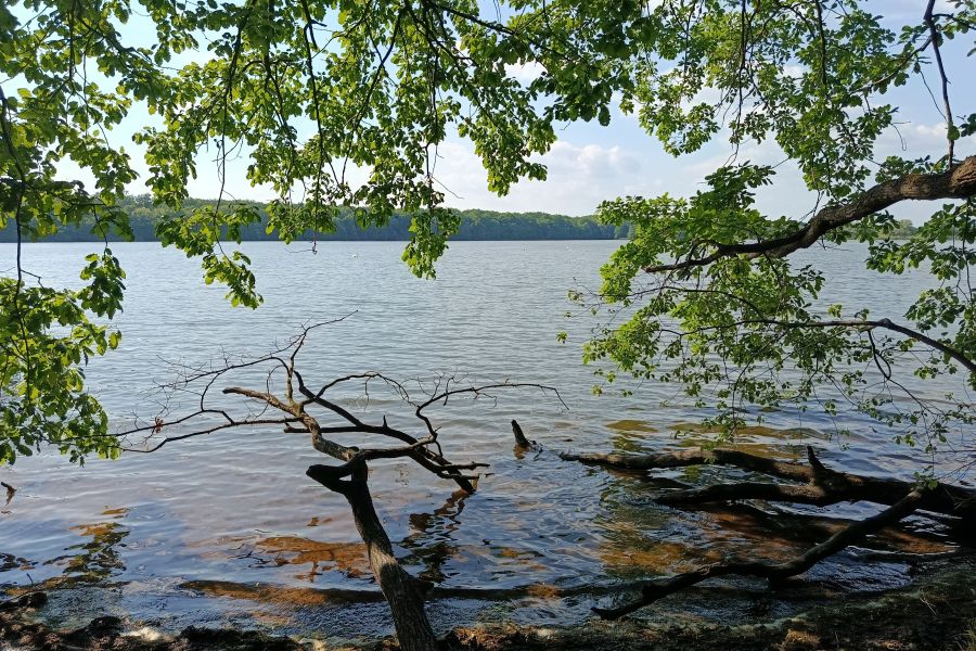 Torfowiska, parki narodowe i Natura 2000. Jak chroniona jest bioróżnorodność w Polsce? lezczok