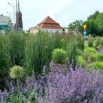 Racibórz odchodzi od roślin jednorocznych na rzecz bylin i krzewów