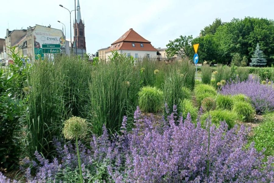Racibórz odchodzi od roślin jednorocznych na rzecz bylin i krzewów Racibórz odchodzi od roślin jednorocznych na rzecz bylin i krzewów