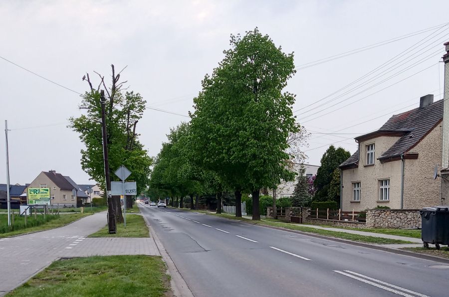 Drzewa mogą obniżyć temperaturę nawet o 10°C. Problem w tym, że jest ich za mało opawska raciborz
