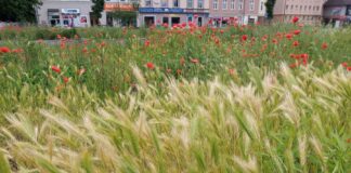 raciborz trawa zielen