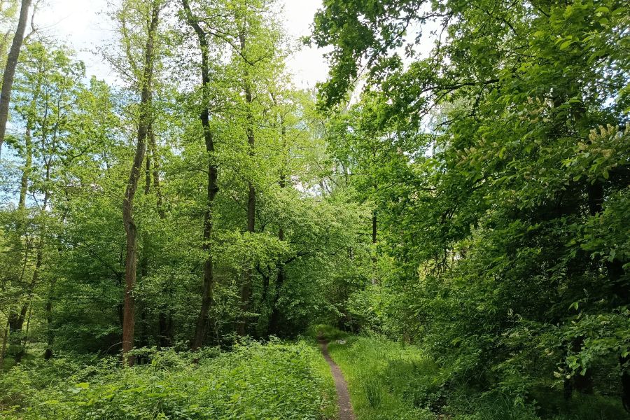rezerwat przyrody lezczok raciborz