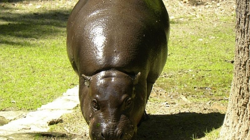 Oko w oko z hipopotamem!