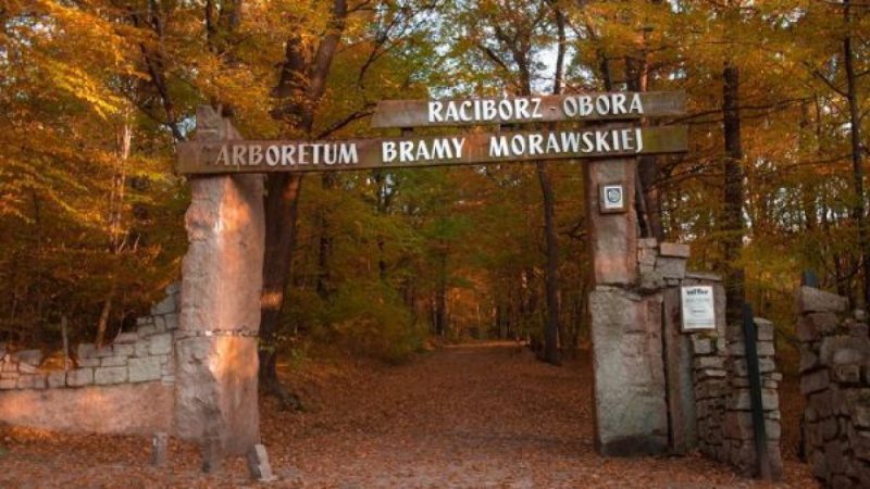 Złota jesień w Arboretum Bramy Morawskiej