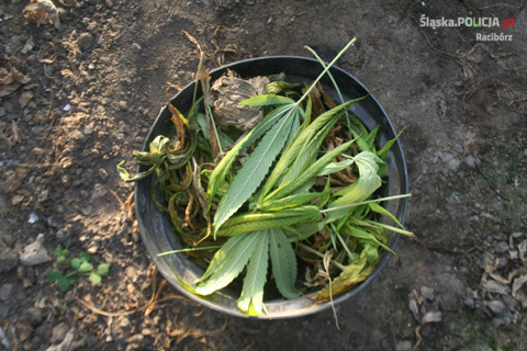 narkotyki marihuana konopie indyjskie krzanowice